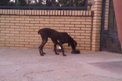 BRACA EN PÉSIMO ESTADO, SIN DIENTES, DESNUTRIDA, DESHIDRATADA, COJA, EN SEVILLA.URGENTE AYUDA