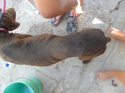BRACA EN PÉSIMO ESTADO, SIN DIENTES, DESNUTRIDA, DESHIDRATADA, COJA, EN SEVILLA.URGENTE AYUDA