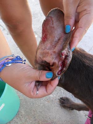 BRACA EN PÉSIMO ESTADO, SIN DIENTES, DESNUTRIDA, DESHIDRATADA, COJA, EN SEVILLA.URGENTE AYUDA