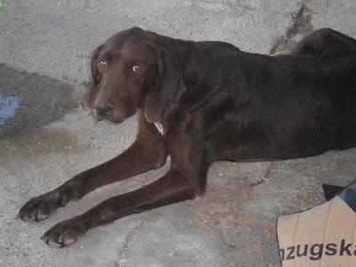 BRACA EN PÉSIMO ESTADO, SIN DIENTES, DESNUTRIDA, DESHIDRATADA, COJA, EN SEVILLA.URGENTE AYUDA