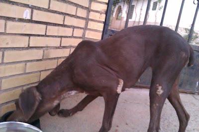 BRACA EN PÉSIMO ESTADO, SIN DIENTES, DESNUTRIDA, DESHIDRATADA, COJA, EN SEVILLA.URGENTE AYUDA