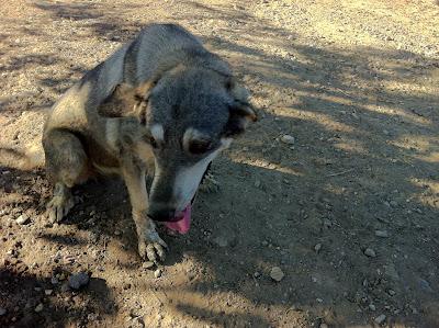 Tina. Esta mastina esta de penita, desnutrida y abandonada en un pueblo de Sevilla.