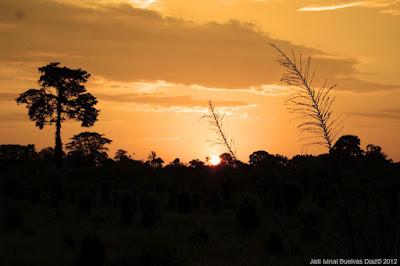 Predio UN, Cajapí, Tumaco.  06/03/2012.  6:22 PM