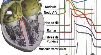 La hipertensión y la nutrición del perro con insuficiencia cardiaca (sodio, potasio y magnesio)