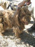 Perrita de agua buscando familia en estado lamentable. Sevilla