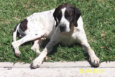 POINTER ABANDONADO, POR FAVOR!! BUSCA ADOPCIÓN URGENTE, (CADIZ)