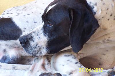 POINTER ABANDONADO, POR FAVOR!! BUSCA ADOPCIÓN URGENTE, (CADIZ)