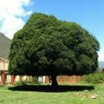 quina, árbol medicinal