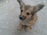 CACHORRITO SOLITO Y ABANDONADO. NECESITA AYUDA!!