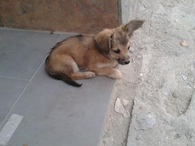 CACHORRITO SOLITO Y ABANDONADO. NECESITA AYUDA!!