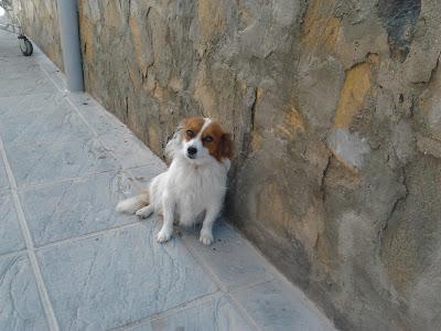 MUY URGENTE!! ADELITA tendrá sus cachorritos en la calle, ACOGIDA para ella!! (ALICANTE)