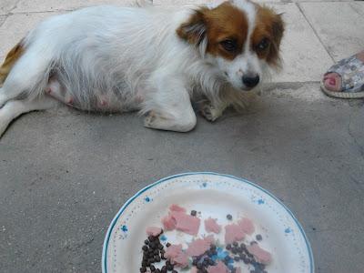 MUY URGENTE!! ADELITA tendrá sus cachorritos en la calle, ACOGIDA para ella!! (ALICANTE)