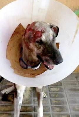 BOB NECESITA UN HOGAR PARA CURARSE (imágenes fuertes)