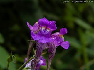 Flores veraniegas en San Esteban