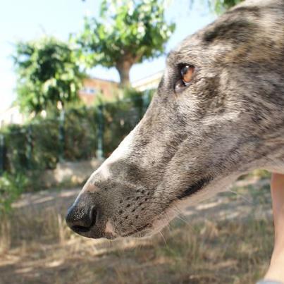 Foto: TURCO galgo de tamaño grande, 3-4 años de edad muy buen caracter. muy sociable con los perros y mimoso con las personas. tiene heridas por todo el cuerpo pero esta sano, necesita coger un poco de peso y estará perfecto! ;) si quieres darle un hogar temporal o definitivo, escribenos!  tambien puedes apadrinarlo adopciones@protectorazafra.org