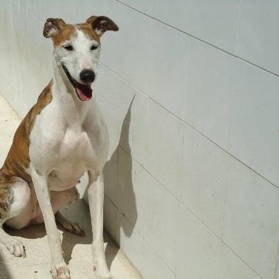 Foto: CANELI GALGUITA ENTREGADA POR SU DUEÑO. TIENE 2 AÑOS Y MEDIO. ES MUY BUENA PERO ESTÁ ASUSTADA. ES SUPER LINDA!!!  VIDEOS: http://youtu.be/AodlVe0AEP4 http://youtu.be/09I2Nf-LcAs  CONTACTO: sosperrerabadajoz@gmail.com