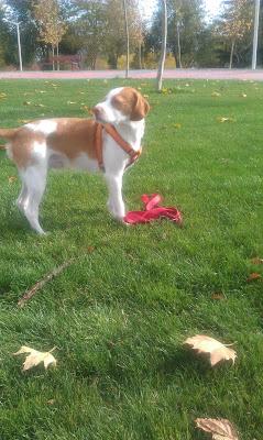 OS PEDIMOS AYUDA DESESPERADA, GIZMO SE HA PERDIDO EN MADRID, ZONA LEGANES y ZARZAQUEMADA.