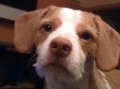 PEDIMOS AYUDA DESESPERADA, GIZMO PERDIDO MADRID, ZONA LEGANES ZARZAQUEMADA.