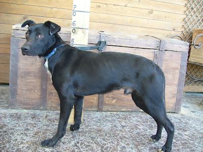 NERO, abandonado por ser muy cariñoso.  (VALENCIA)