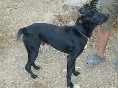 NERO, abandonado por ser muy cariñoso.  (VALENCIA)
