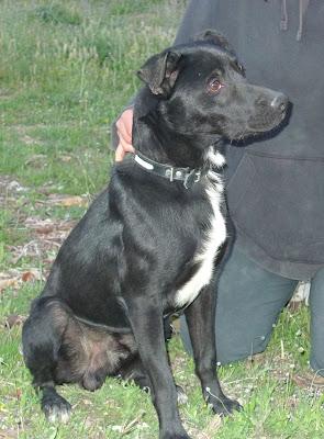 NERO, abandonado por ser muy cariñoso.  (VALENCIA)