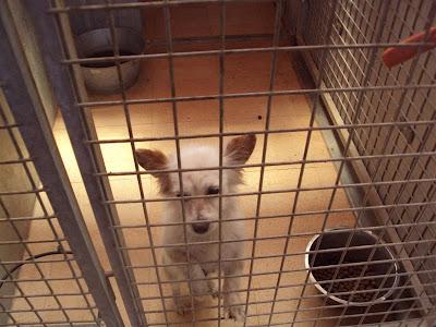 MUY URGENTE!! PUMUKI abuelito de 11 años ¡¡SACRIFICAN!! Perrera Madrid