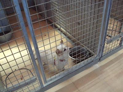 MUY URGENTE!! PUMUKI abuelito de 11 años ¡¡SACRIFICAN!! Perrera Madrid