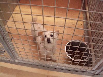 MUY URGENTE!! PUMUKI abuelito de 11 años ¡¡SACRIFICAN!! Perrera Madrid