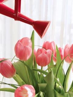 Cuidados en plantas y flores - Julio