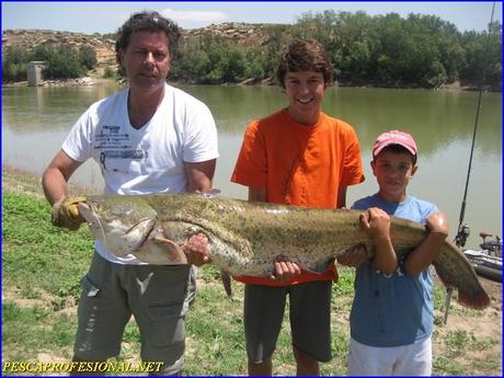 PESCA GUIADA DEL SILURO PESCA DE SILUROS AL PELLETS