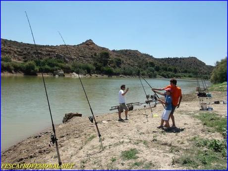 DSC00185 PESCA DE SILUROS AL PELLETS