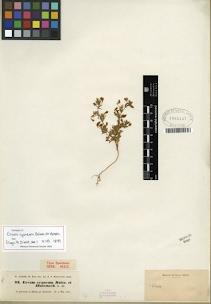 Fabacea de Venezuela (Toda esta información es de Neida Avendaño en el blog Fabaceae de Venezuela)