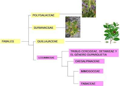 Fabacea de Venezuela (Toda esta información es de Neida Avendaño en el blog Fabaceae de Venezuela)