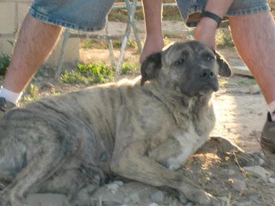 MUY URGENTE, AMENAZAN CON SACRIFICARLA!!!