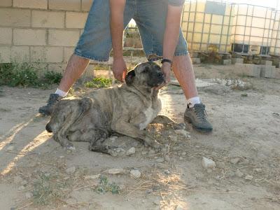 MUY URGENTE, AMENAZAN CON SACRIFICARLA!!!