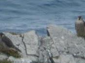Halcones gaviotas