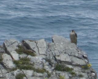 Halcones y gaviotas