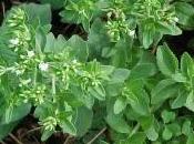 Stevia crece fuerza Europa: lanzamientos meses