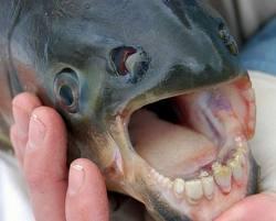 'Pacú' el pez que come testículos y tiene dientes de humano