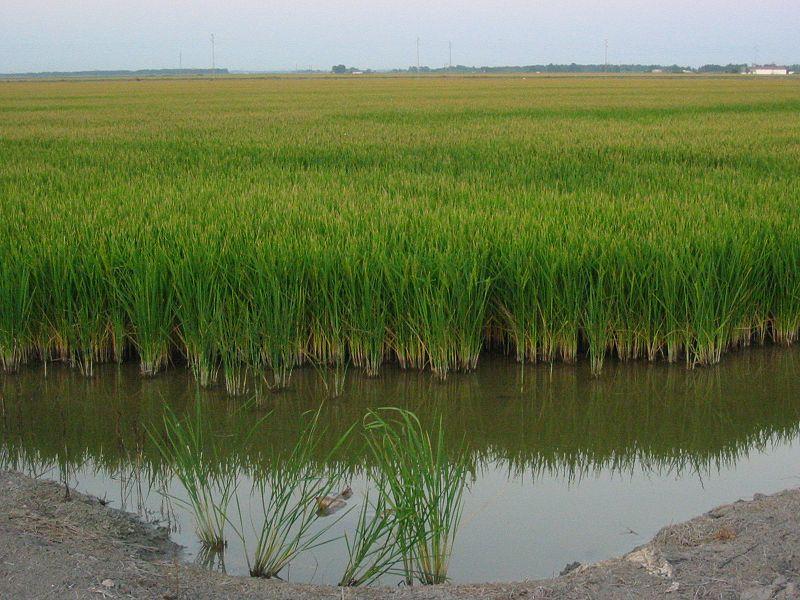 Sobre el mundillo de los humedales