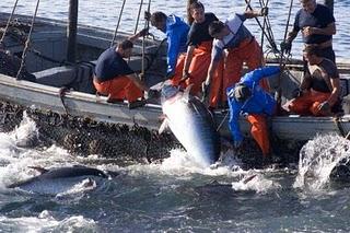 Un manjar llamado Atún Un manjar llamado Atún