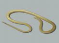 Ascaris Lumbricoides