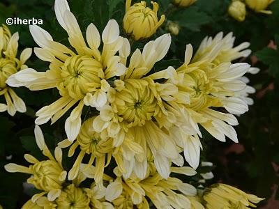 Crisantemos (Crysantemun = Dendranthema)