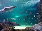 Visitando Sydney: Acuario