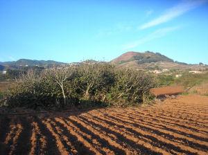 HUERTOS COLECTIVOS...