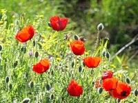 CON EL EGO EN EL CORAZÓN