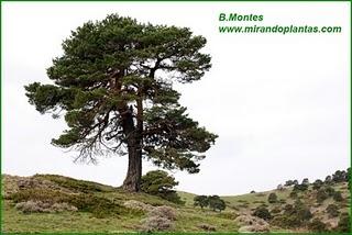 Pinus sylvestris L.