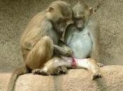 Cuando niños vienen, experiencias masculinas