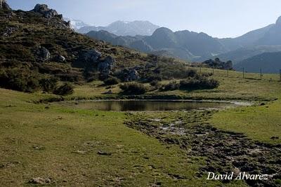 Efecto de la sobrecarga ganadera sobre los anfibios en los Picos de Europa
