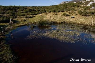 Efecto de la sobrecarga ganadera sobre los anfibios en los Picos de Europa